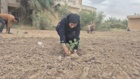 کشت 50 اصله کنار پیوندی در ستاد پژوهشکده خرما و میوه‌های گرمسیری با مشارکت مدیریت باغبانی سازمان جهادکشاورزی