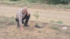 کشت 50 اصله کنار پیوندی در ستاد پژوهشکده خرما و میوه‌های گرمسیری با مشارکت مدیریت باغبانی سازمان جهادکشاورزی