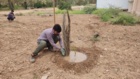 کشت 50 اصله کنار پیوندی در ستاد پژوهشکده خرما و میوه‌های گرمسیری با مشارکت مدیریت باغبانی سازمان جهادکشاورزی