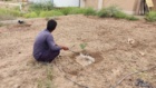 کشت 50 اصله کنار پیوندی در ستاد پژوهشکده خرما و میوه‌های گرمسیری با مشارکت مدیریت باغبانی سازمان جهادکشاورزی