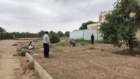 کشت 50 اصله کنار پیوندی در ستاد پژوهشکده خرما و میوه‌های گرمسیری با مشارکت مدیریت باغبانی سازمان جهادکشاورزی