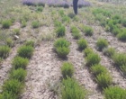 ایجاد کلکسیون گیاهان دارویی در راستای اصلاح الگوی کشت در شرکت کشت و صنعت شهمیرزاد توسط مرکز