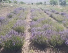 ایجاد کلکسیون گیاهان دارویی در راستای اصلاح الگوی کشت در شرکت کشت و صنعت شهمیرزاد توسط مرکز