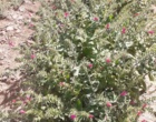 ایجاد کلکسیون گیاهان دارویی در راستای اصلاح الگوی کشت در شرکت کشت و صنعت شهمیرزاد توسط مرکز