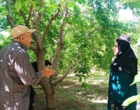 پایش تخصصی علل خشکیدگی باغات گیلاس بروجرد