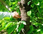 پایش تخصصی علل خشکیدگی باغات گیلاس بروجرد