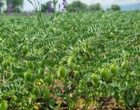 توسعه کشت پاییزه نخود در سرعین؛ راهبردی برای افزایش پایداری تولید در دیم‌زارهای اردبیل