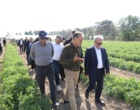 بازدید معاونان وزیر جهاد کشاورزی از مزارع تولید بذر مرکز آموزش عالی امام خمینی(ره)