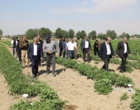 بازدید معاونان وزیر جهاد کشاورزی از مزارع تولید بذر مرکز آموزش عالی امام خمینی(ره)