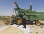 آغاز برداشت هسته های اولیه بذر جو ‌