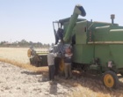 آغاز برداشت هسته های اولیه بذر جو ‌