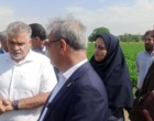 رصد و ارزیابی ۶۰۰ رقم گوجه‌فرنگی در مرکز آموزش عالی امام خمینی(ره)