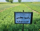 توسعه کشت پاییزه؛ گامی مؤثر برای افزایش بهره‌وری دیمزارهای اردبیل