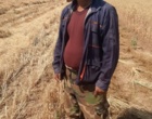 آغاز برداشت گندم از مزارع ایستگاه تحقیقات چندمنظوره سراب چنگایی خرم‌آباد