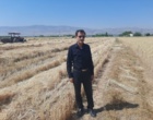آغاز برداشت گندم از مزارع ایستگاه تحقیقات چندمنظوره سراب چنگایی خرم‌آباد