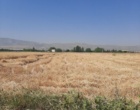 آغاز برداشت گندم از مزارع ایستگاه تحقیقات چندمنظوره سراب چنگایی خرم‌آباد