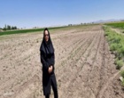 بررسی مشکلات کشاورزان بردسیر و ارائه راهکار؛ بازدید از مزارع گندم، ذرت و سیب‌زمینی