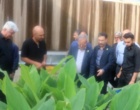 بازدید از گلخانه تولید گیاهان دارویی (زنجبیل، زردچوبه و بلوبری)