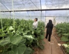 برگزاری کلاس آموزشی مدیریت تلفیقی آفات متداول کشت‌های گلخانه‌ای در شهر راین