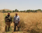 برداشت موفق کلزا رقم «نیلوفر» در پردیس تحقیقات و آموزش کشاورزی بروجرد