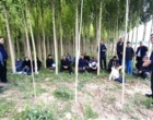 روز مزرعه سایت الگویی صنوبر در اردبیل برگزار شد/ گامی جهت توسعه زراعت چوب و کاهش فشار بر جنگل‌ها