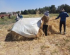 تداوم تولید و تأمین بذرهای گواهی‌شده در ایستگاه تحقیقات کشاورزی شهید زنده‌روح کرمان