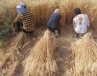 تداوم تولید و تأمین بذرهای گواهی‌شده در ایستگاه تحقیقات کشاورزی شهید زنده‌روح کرمان