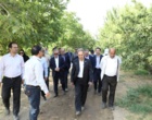 بازدید میدانی دکتر غلامرضا گل‌محمدی، معاون وزیر جهاد کشاورزی و رئیس سازمان تحقیقات، آموزش و ترویج کشاورزی (تات)، از ایستگاه تحقیقات باغبانی کمال‌شهر