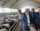 حضور معاون وزیر جهاد کشاورزی، دکتر غلامرضا گل محمدی در ایستگاه ملی تحقیق و توسعه گاو دومنظوره گاودشت