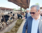 حضور معاون وزیر جهاد کشاورزی، دکتر غلامرضا گل محمدی در ایستگاه ملی تحقیق و توسعه گاو دومنظوره گاودشت