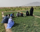 دوره آموزشی «تولید و پرورش گیاهان سبزی و صیفی» در روستای عباس آباد شهرستان خاش