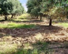 باغ زیتون سراب چنگایی در مسیر بهبود؛ از ترمیم شبکه آبیاری تا کنترل آفات و افزایش بهره‌وری
