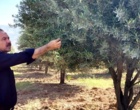 باغ زیتون سراب چنگایی در مسیر بهبود؛ از ترمیم شبکه آبیاری تا کنترل آفات و افزایش بهره‌وری