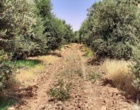 باغ زیتون سراب چنگایی در مسیر بهبود؛ از ترمیم شبکه آبیاری تا کنترل آفات و افزایش بهره‌وری