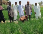 برگزاری دوره آموزشی نکات فنی کاشت، داشت و برداشت برنج در شهرستان راسک