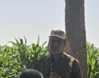 روز مزرعه ذرت علوفه ای - معرفی الگوی جدید کشت ذرت