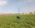 پایش آفات و بیماری‌های مزارع ذرت و لوبیا در ایستگاه تحقیقات کشاورزی اراک توسط بخش تحقیقات گیاهپزشکی مرکز