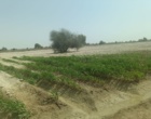 دوره آموزشی مدیریت مزرعه سورگوم در بخش پیر سهراب شهرستان چابهار