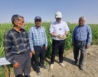 محصول جایگزین ارزن مرواریدی گامی در جهت سازگاری با تغییرات اقلیمی