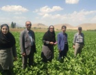 بررسی پیشرفت فنی برنامه الگوی کشت محصولات زراعی  بازدیدی از اجرای برنامه الگوی کشت در شهرستان پیرانشهر