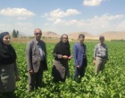 بررسی پیشرفت فنی برنامه الگوی کشت محصولات زراعی  بازدیدی از اجرای برنامه الگوی کشت در شهرستان پیرانشهر