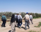 بازدید تیم تخصصی پژوهشکده پسته کشور از باغات پسته ساوه برای بررسی عارضه سوختگی برگ‌ها