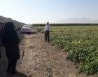 لرستان، کانون تبادل دانش کشاورزی؛ برگزاری رویداد ملی انتقال یافته‌های نوین تحقیقاتی در بروجرد و ازنا