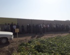 لرستان، کانون تبادل دانش کشاورزی؛ برگزاری رویداد ملی انتقال یافته‌های نوین تحقیقاتی در بروجرد و ازنا