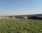 لرستان، کانون تبادل دانش کشاورزی؛ برگزاری رویداد ملی انتقال یافته‌های نوین تحقیقاتی در بروجرد و ازنا