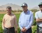 افزایش بهره‌وری آب، اولویت توسعه پایدار تولید لوبیا