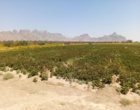 دوره آموزشی و بازدید از مزرعه الگویی پنبه در روستای چاه شهی از توابع شهرستان خاش