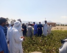 دوره آموزشی و بازدید از مزرعه الگویی پنبه در روستای چاه شهی از توابع شهرستان خاش
