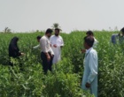 بازدید از مزارع کنجد ایرانشهر دارای علائم پژمردگی