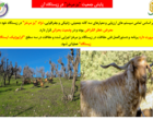 صیانت از میراث ژنتیکی بز مرخز در سارال